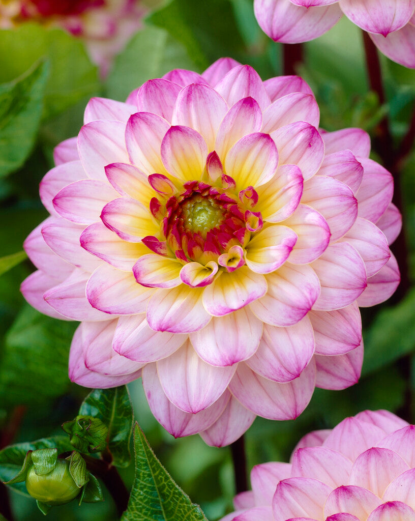 Dahlia Boll El Paso 1-pack